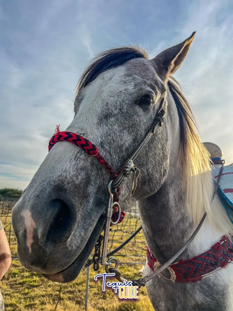 Viñedo San Juanito: experiencia sensorial en Tequisquiapan — foto 4