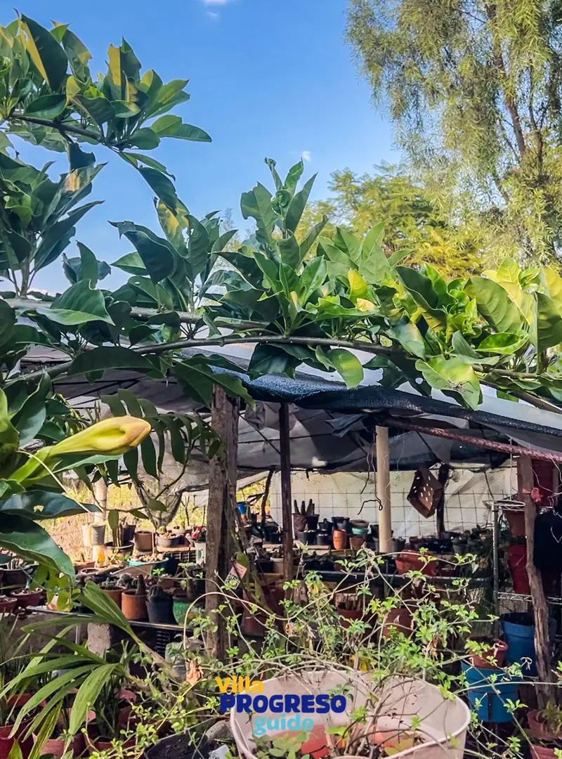 Pizzas Pronto: el sabor que conquista Villa Progreso — foto 4